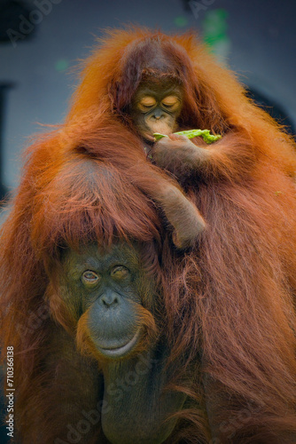 Mother and baby Bornean orangutans
