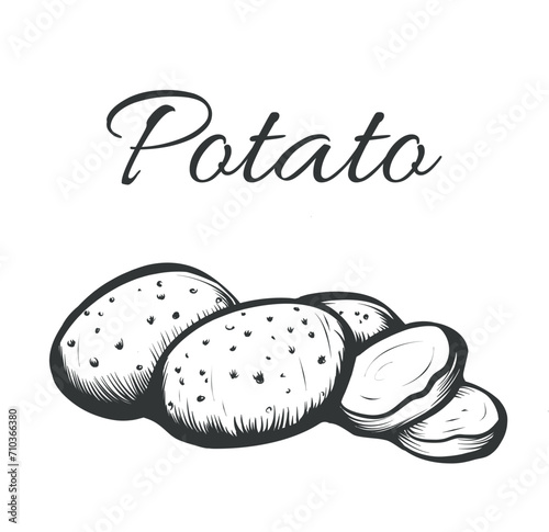 Vector antique engraving illustration of potatoes and slices isolated on white background.  Organic potato in vintage woodcut etching style.