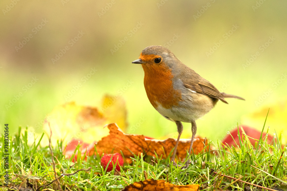 Fototapeta premium European robin near water point in a pine and oak forest at first light on an autumn day