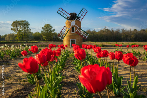 Mulino a vento e Tulipani rossi photo