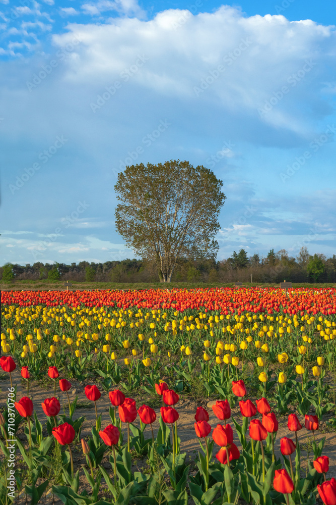 Panorama di un Campo di Tulipani di vari colori