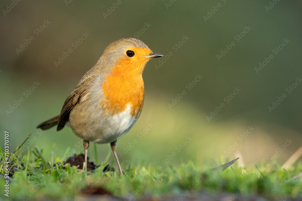 European robin at first light on a winter day in a Mediterranean forest European robin at first light on a winter day in a Mediterranean forest