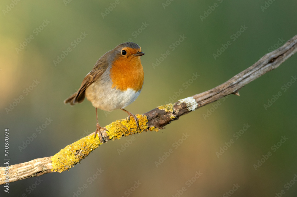 European robin at first light on a winter day in a Mediterranean forest