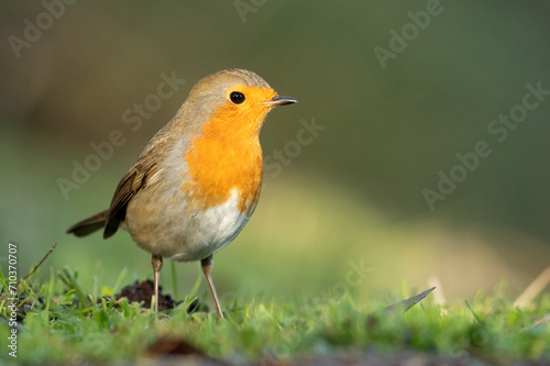 European robin at first light on a winter day in a Mediterranean forest