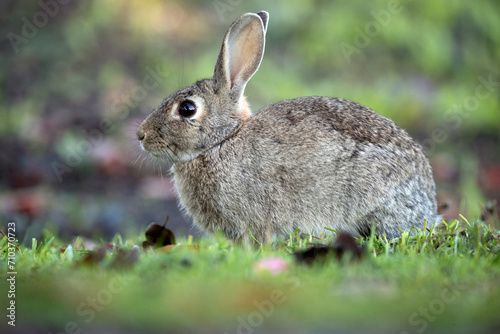 common rabbit eating grass in autumn in an oak forest with the first morning lights