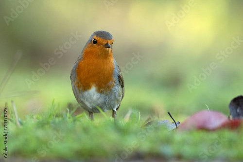 European robin at first light on a winter day in a Mediterranean forest