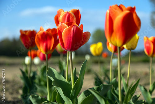 Bellezza di Tulipani bicolor arancione giallo