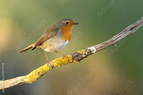 European robin near water point in a pine and oak forest at first light on an autumn day