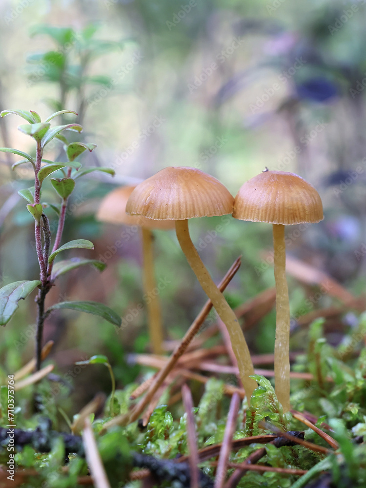 Fototapeta premium Hairy leg bell, Galerina vittiformis, wild mushroom from Finland