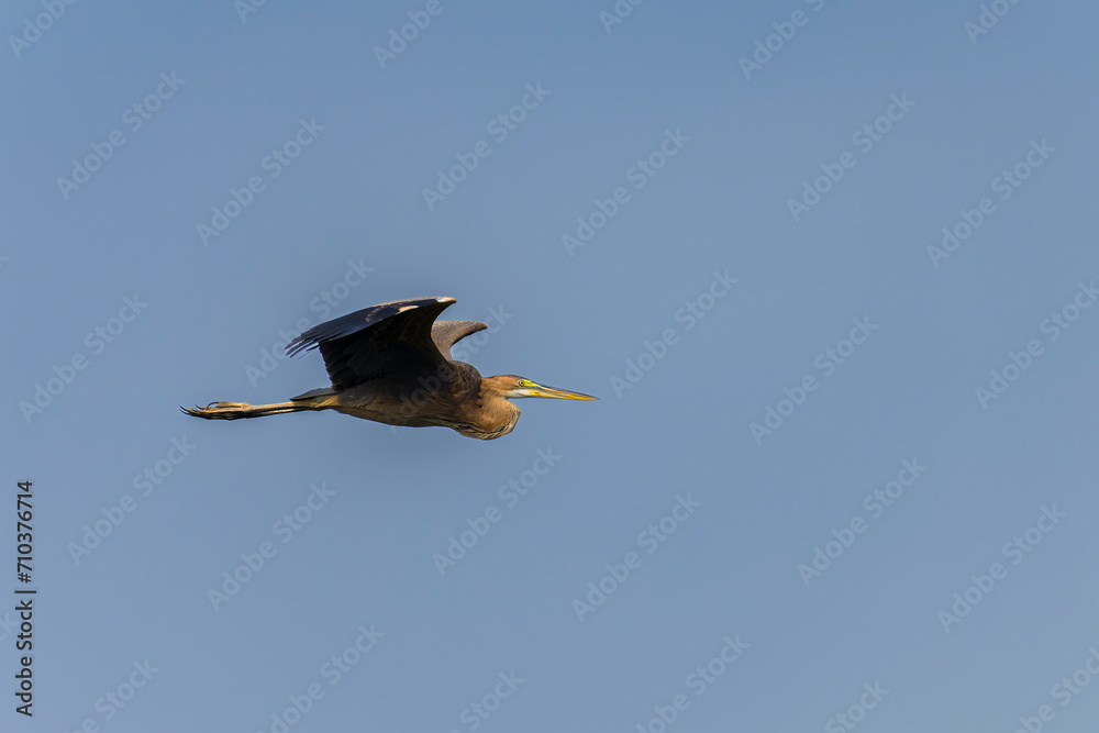 Obraz premium Purple heron in flight
