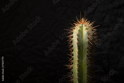 Nature's Echo: Exploring Cactus Forms in Male Anatomy Likeness