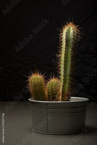 Nature's Echo: Exploring Cactus Forms in Male Anatomy Likeness