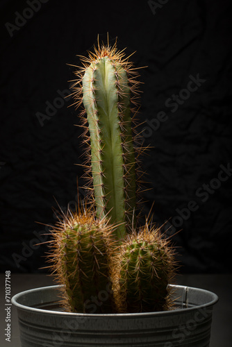 Nature's Echo: Exploring Cactus Forms in Male Anatomy Likeness
