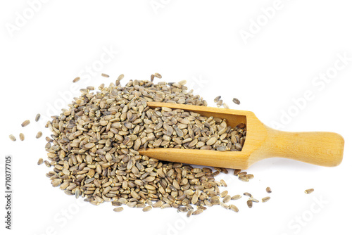 Seeds of a Milk Thistle (Silybum marianum) with wooden scoop isolated on a white background photo