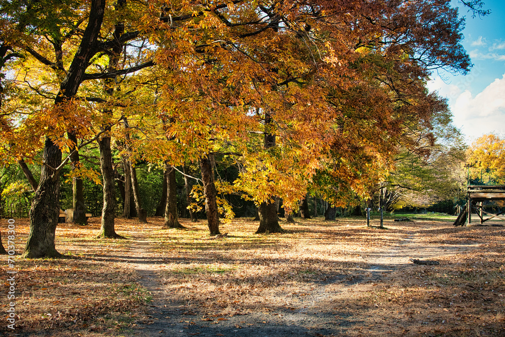 Naklejka premium 秋の空の下、紅葉した木立の美しい風景