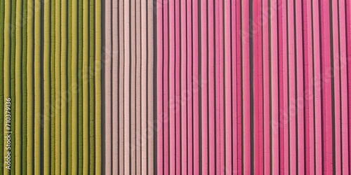 Colorful Tulip Field from a Drone