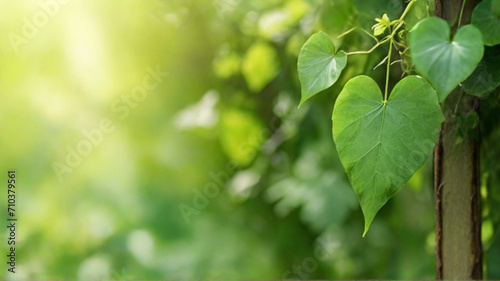 Heart shaped fresh green leaf on branch under summer sunlight, Concept of loving and waking up of nature. 