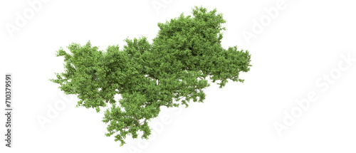 Green forest isolated on background. 3d rendering - illustration