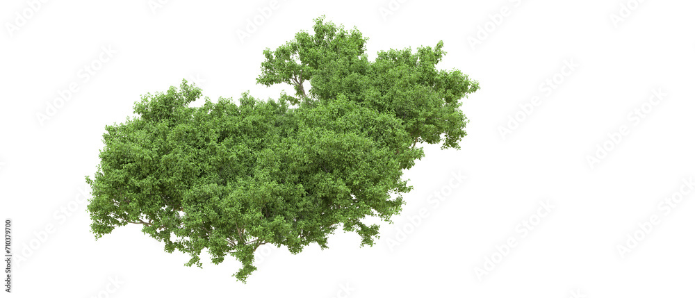 Green forest isolated on background. 3d rendering - illustration
