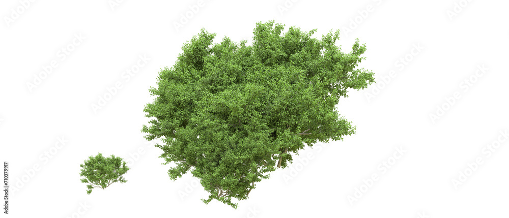 Fototapeta premium Green forest isolated on background. 3d rendering - illustration