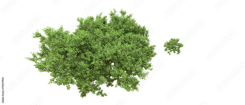 Green forest isolated on background. 3d rendering - illustration Green forest isolated on background. 3d rendering - illustration