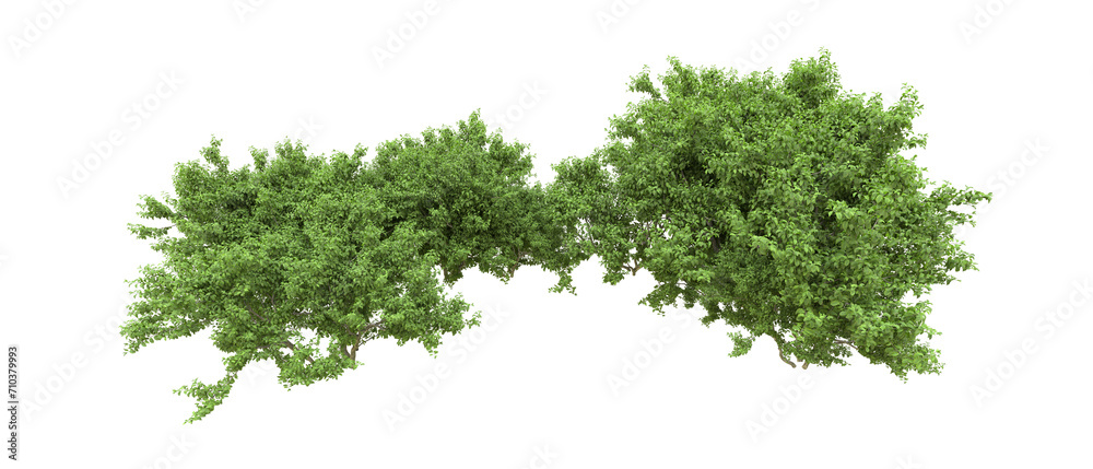 Green forest isolated on background. 3d rendering - illustration Green forest isolated on background. 3d rendering - illustration