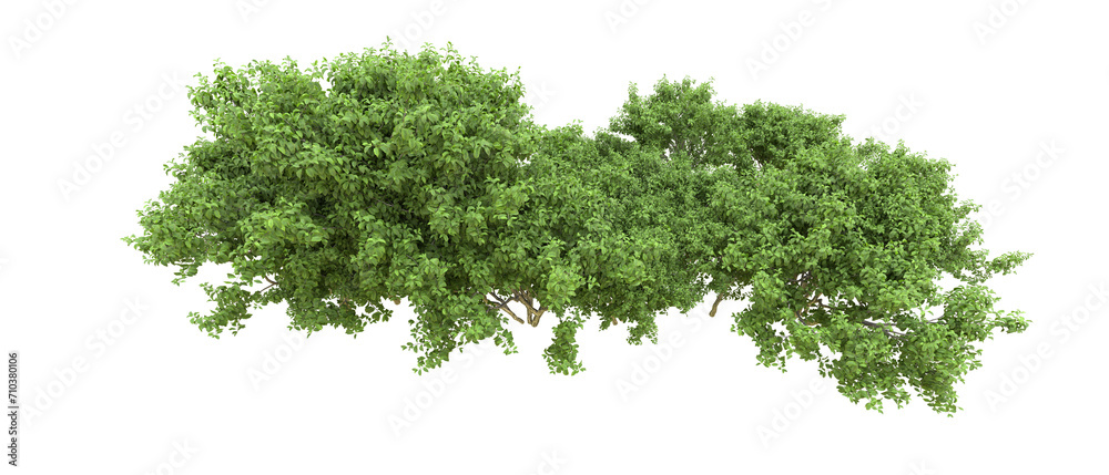 Green forest isolated on background. 3d rendering - illustration Green forest isolated on background. 3d rendering - illustration