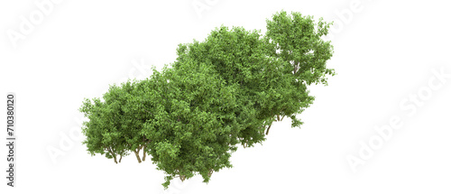 Green forest isolated on background. 3d rendering - illustration