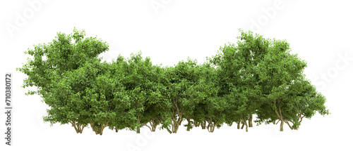 Green forest isolated on background. 3d rendering - illustration