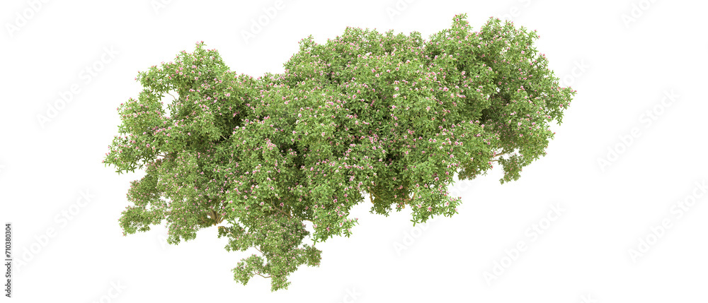 Green forest isolated on background. 3d rendering - illustration Green forest isolated on background. 3d rendering - illustration
