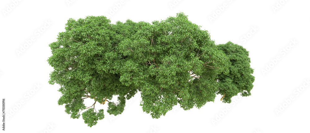 Green forest isolated on background. 3d rendering - illustration Green forest isolated on background. 3d rendering - illustration