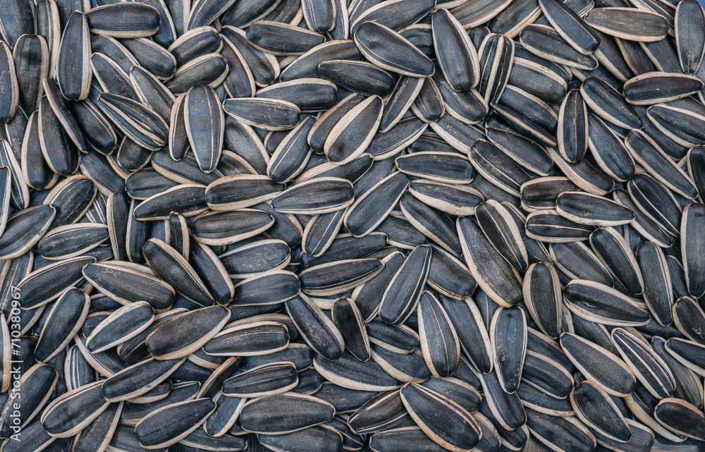 dry sunflower seeds full screen