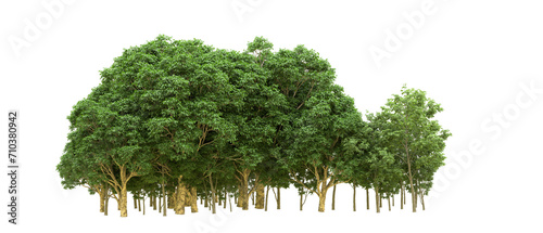 Green forest isolated on background. 3d rendering - illustration