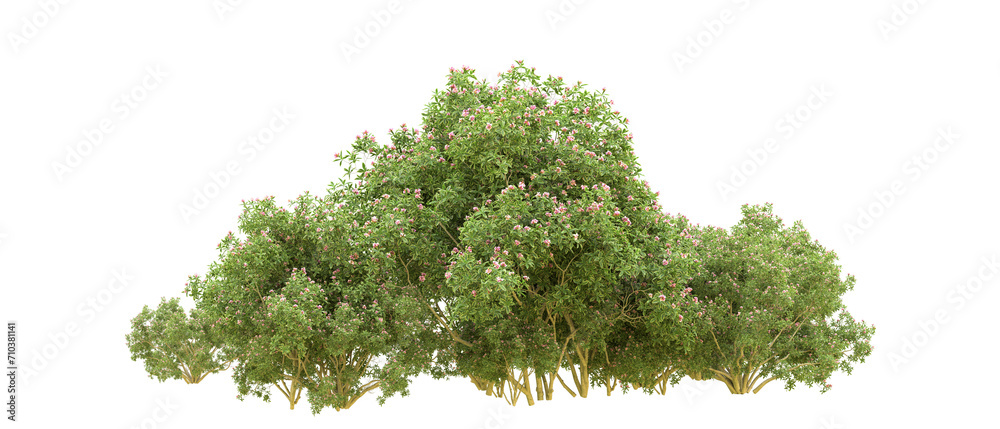 Obraz premium Green forest isolated on background. 3d rendering - illustration