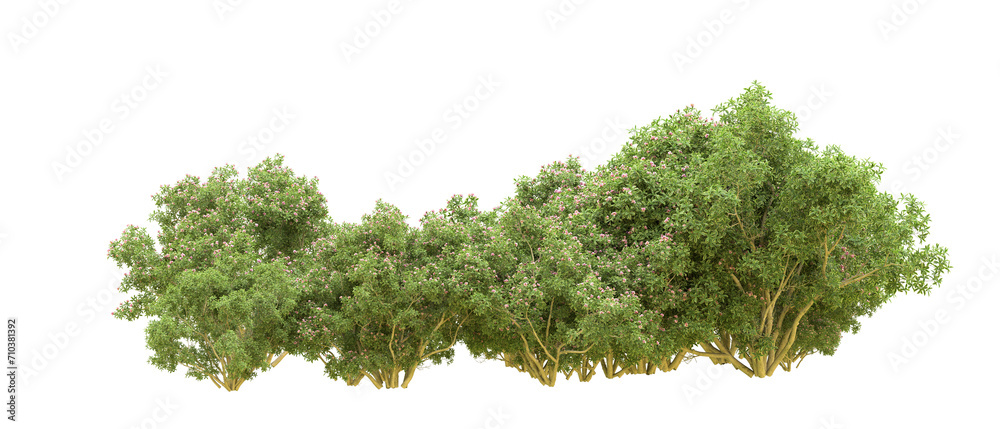 Obraz premium Green forest isolated on background. 3d rendering - illustration