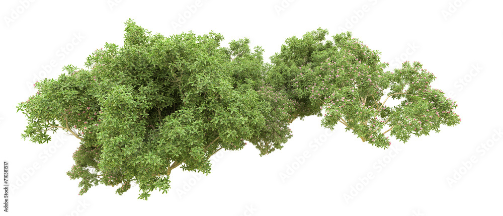 Green forest isolated on background. 3d rendering - illustration Green forest isolated on background. 3d rendering - illustration