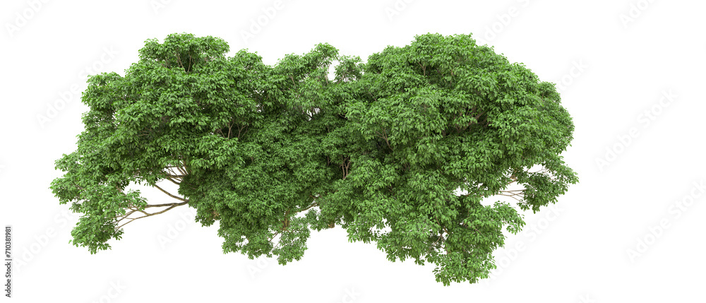 Green forest isolated on background. 3d rendering - illustration Green forest isolated on background. 3d rendering - illustration