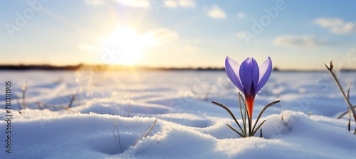 the majestic beauty of spring vibrant crocus flowers awakening in the snowy landscape © Aliaksandra