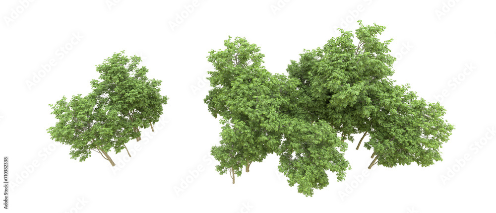 Green forest isolated on background. 3d rendering - illustration Green forest isolated on background. 3d rendering - illustration