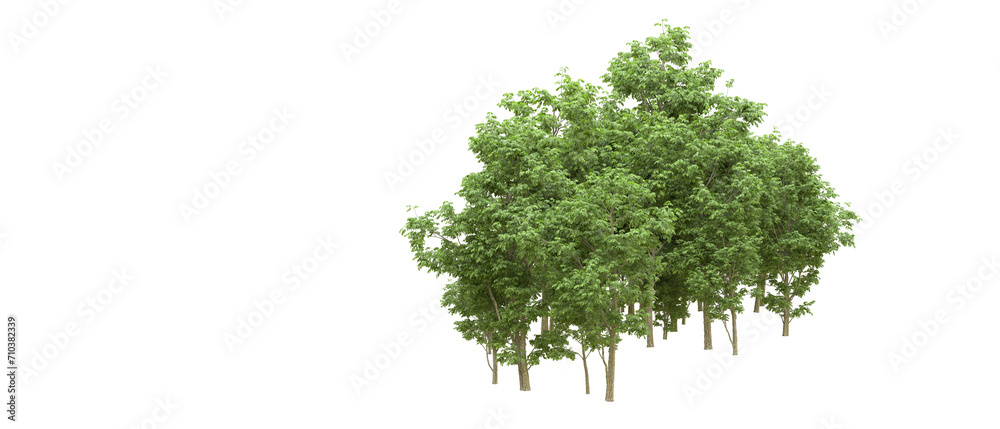 Fototapeta premium Green forest isolated on background. 3d rendering - illustration