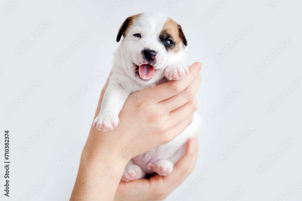 Happy Small Puppy Smiling and looking at camera Happy Small Puppy Smiling and looking at camera