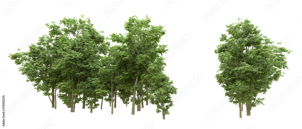 Obraz premium Green forest isolated on background. 3d rendering - illustration