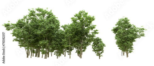 Green forest isolated on background. 3d rendering - illustration © Cristian