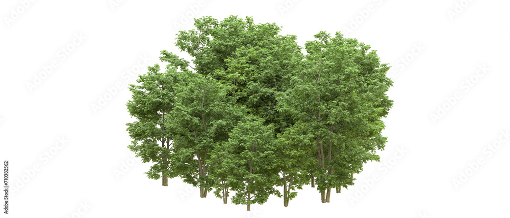 Green forest isolated on background. 3d rendering - illustration Green forest isolated on background. 3d rendering - illustration