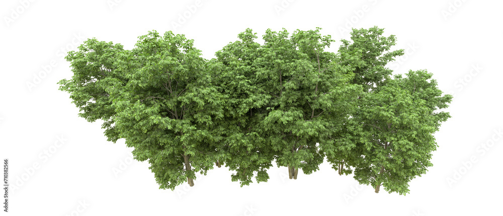 Fototapeta premium Green forest isolated on background. 3d rendering - illustration
