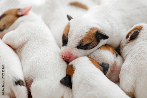 Fototapeta Naklejka Na Ścianę i Meble -  Group of Newborn Puppies lying on blanket