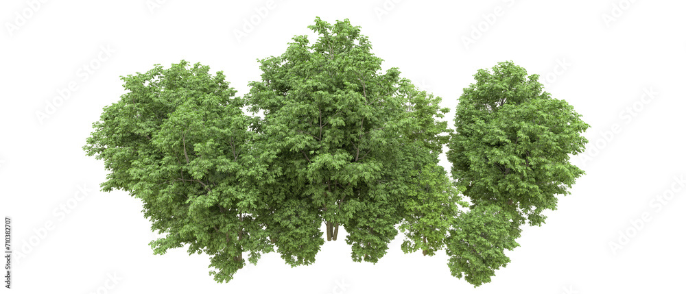 Obraz premium Green forest isolated on background. 3d rendering - illustration