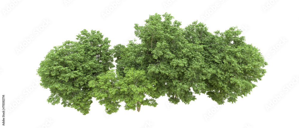 Obraz premium Green forest isolated on background. 3d rendering - illustration