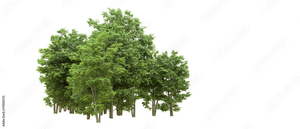 Obraz premium Green forest isolated on background. 3d rendering - illustration