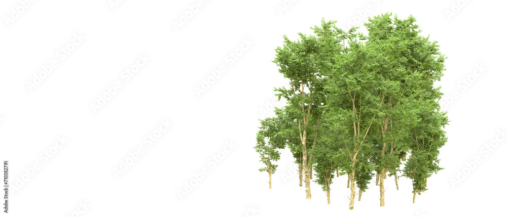 Fototapeta premium Green forest isolated on background. 3d rendering - illustration